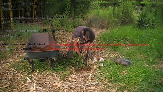 Day 77 of New Year's Planting - Bare Soil = Bad. Litchi Tree = Good. смотреть онлайн