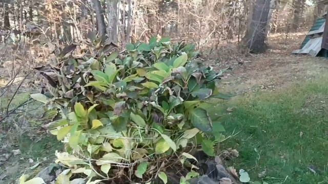 ДОМАШНИЙ ХЛЕБ НА ЗАКВАСКЕ | ПЕРЕЦ ПОСПЕЛ И ЗАВЯЗАЛСЯ | ДОМАШНИЙ ОГОРОД | семейный влог