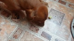 Чем кормить таксу.