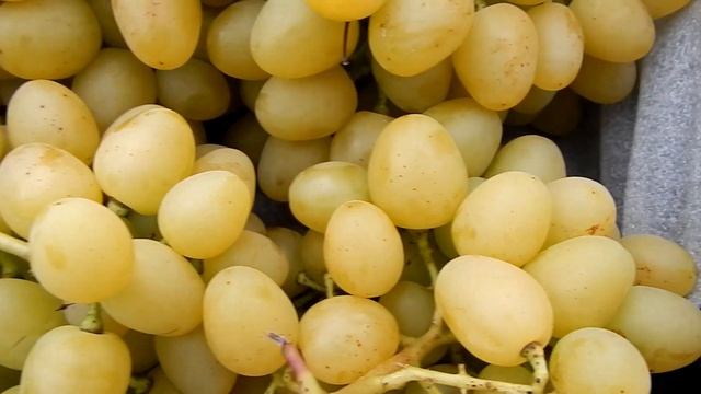 Лучшие сорта винограда.Товарность.Транспортабельность. смотреть онлайн