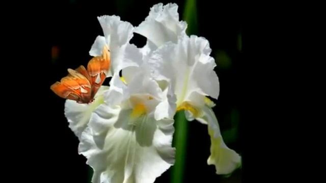 Любимые Ирисы для ВАС !!! смотреть онлайн