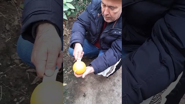 Грейфрут созрел в Таджикистане смотреть онлайн