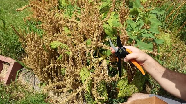 How To Grow Amaranth From Seed To Harvest! You MUST Grow This! смотреть онлайн
