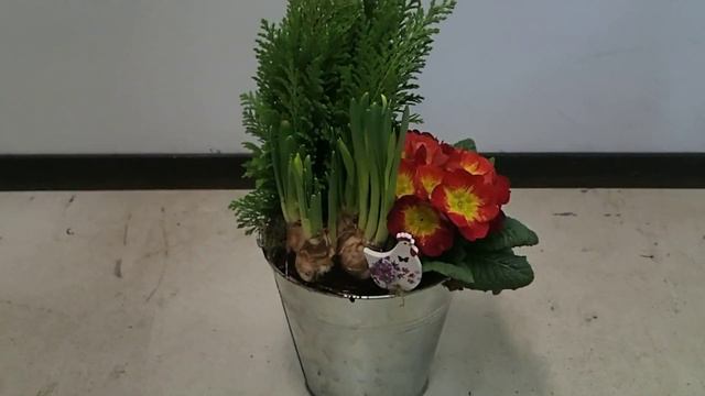 Narcissus + Primula + Chamaecyparis смотреть онлайн