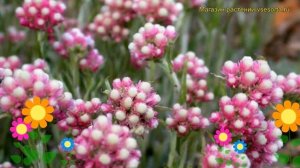 Антеннария двудомная Рубра. Краткий обзор, описание характеристик antennaria dioica Rubra
