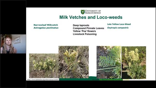 Native Prairie Plant ID and Quiz, Vol 2! смотреть онлайн