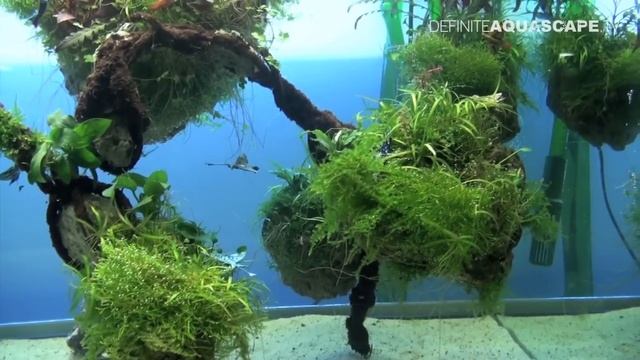 The Art of the Planted Aquarium 2015 - EHEIM (XL) category, part 4 смотреть онлайн