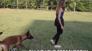 Иноходь у собаки в ринге?  причины иноходи и как исправить иноходь на рысь