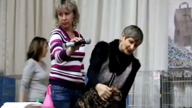 Выставка кошек в Костроме смотреть онлайн