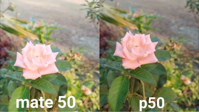 Huawei Mate 50 Vs Huawei P50 Camera Test