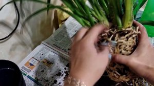 Цимбидиум после покупки