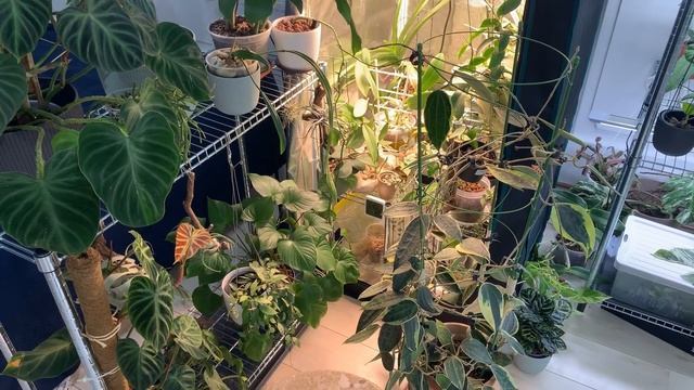 Grow Light for Indoor Plants and Grow Tent Tour | Will They Make a Difference? смотреть онлайн