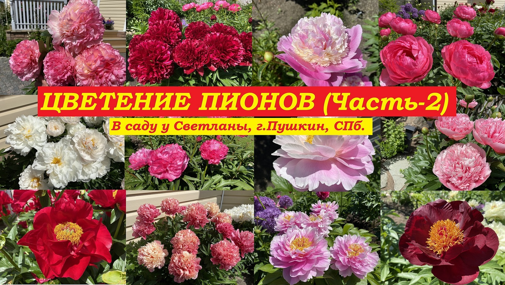 Цветение пионов. Часть-2 (В саду у Светланы, г.Пушкин, СПб.) смотреть онлайн
