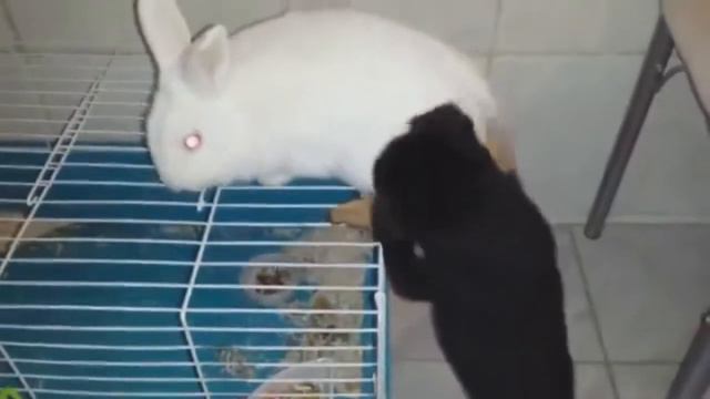 Приколы про кошек приколы кошки смотреть онлайн