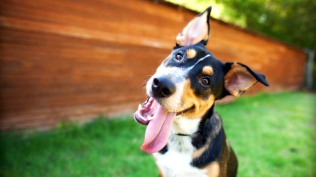 Почему собаки наклоняют голову на бок смотреть онлайн