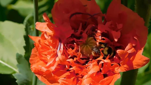 WORKER BEE Buzz Buzz смотреть онлайн