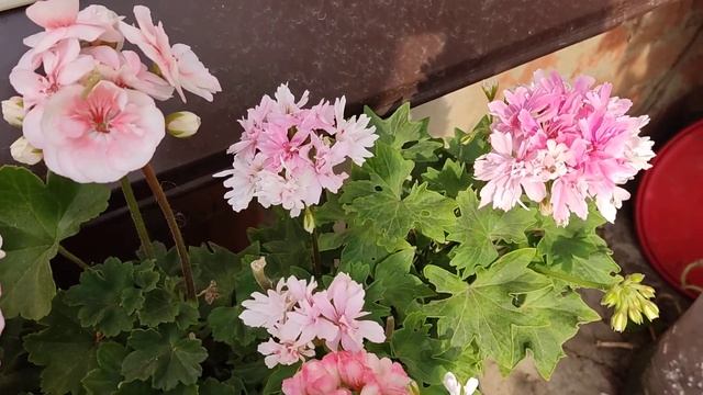 Цветение пеларгоний на даче ,лето 2022г. смотреть онлайн