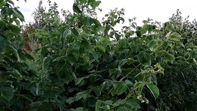 Шпалера для поддержки малины смотреть онлайн