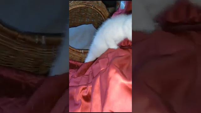 Барбара, британский котенок, серебристая шиншилла смотреть онлайн