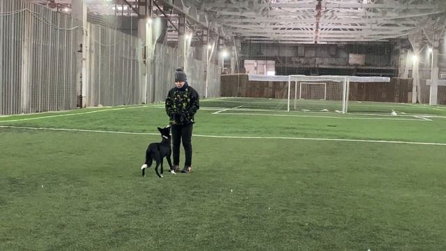 Как научить собаку командам Дрессировка собаки Танцы с собакой Первые шаги № 38.Брина-12 месяцев смотреть онлайн