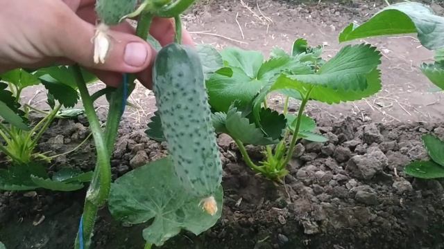 Огурец АРТИСТ - первый сбор в этом сезоне. смотреть онлайн