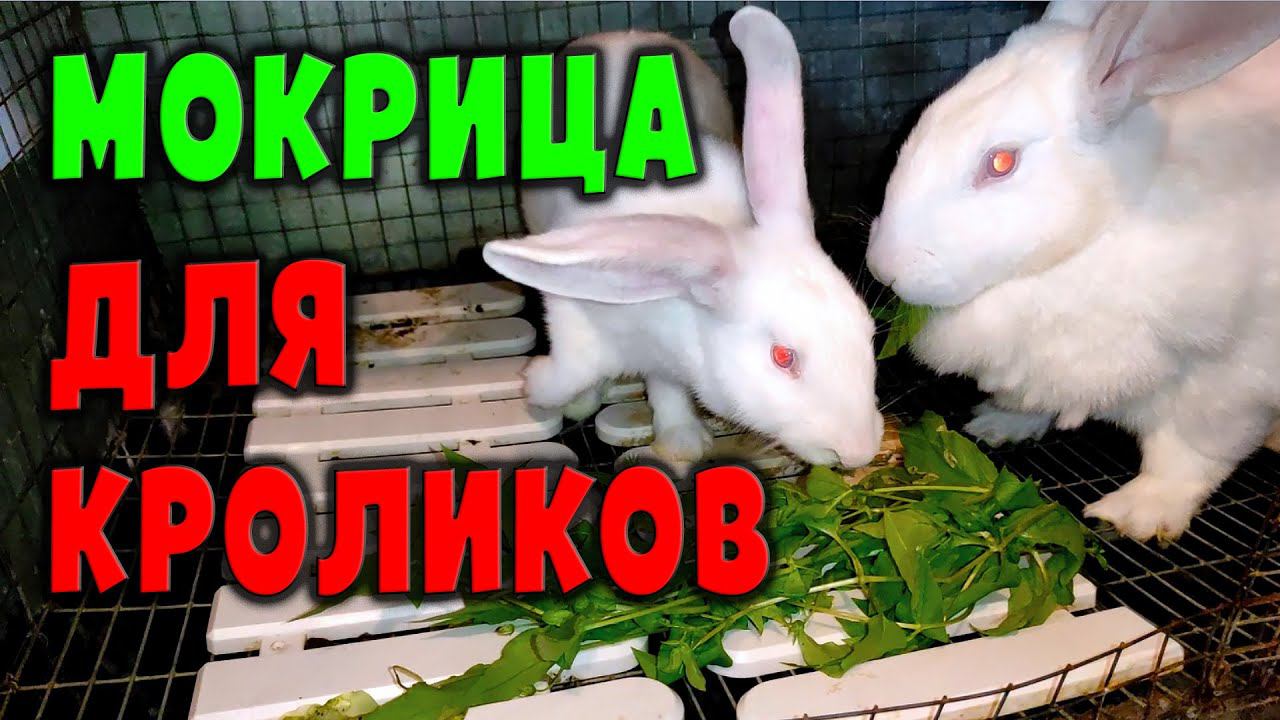 Мокрица для кроликов / Кормление ушастиков смотреть онлайн