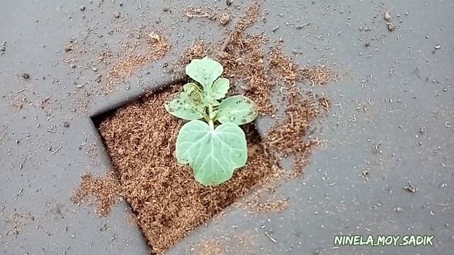 Дыни и арбузы в теплые грядки в Сибири. Высадка рассады. смотреть онлайн