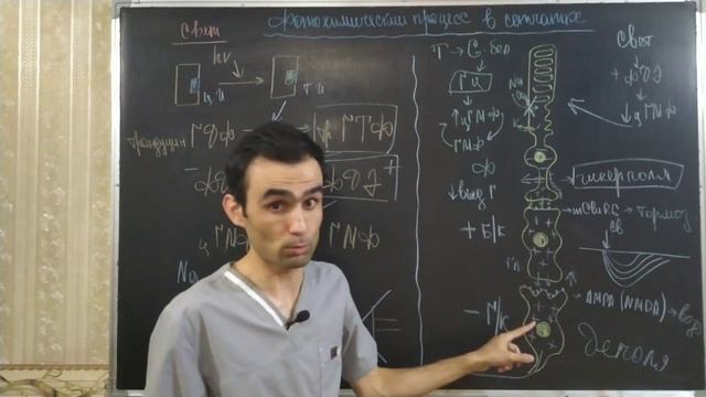 Физиология глаза. Зрительный анализатор. Physiology Of The Eye. Visual Analyzer.