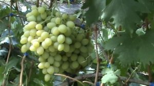 Виноград видео. Сорт Благовест
