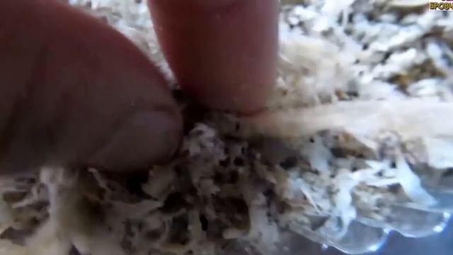 Семья Бровченко. Взошла в опилках рассада огурцов, тыкв, кукурузы и т.д. смотреть онлайн