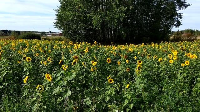 Как растут подсолнухи в Финляндии в сентябре)