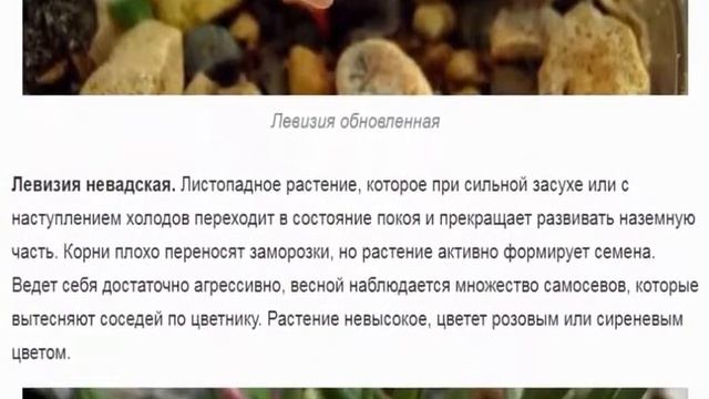 Левизия Цветы со всего мира смотреть онлайн