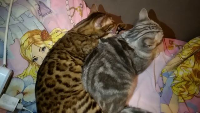 Чистота залог здоровья смотреть онлайн