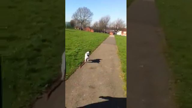 My dog eats pooh смотреть онлайн