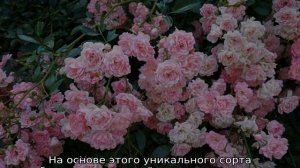 Полиантовые розы