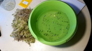 Мох сфагнум. Применение для цветов, покупка, обработка, хранение.