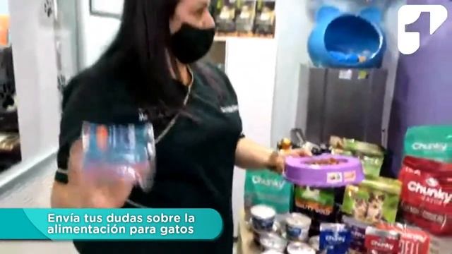 Todo sobre la alimentación de los gatos смотреть онлайн