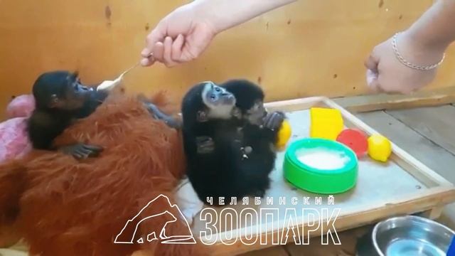 Изъятые у контрабандистки гиббоны и макаки получили официальную прописку в Челябинском зоопарке смотреть онлайн