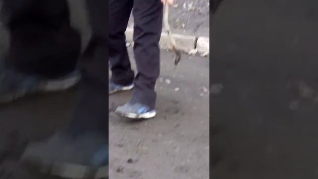 Видео про какашку смотреть онлайн