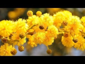 С пушистой веточкой желтеющей мимозы...