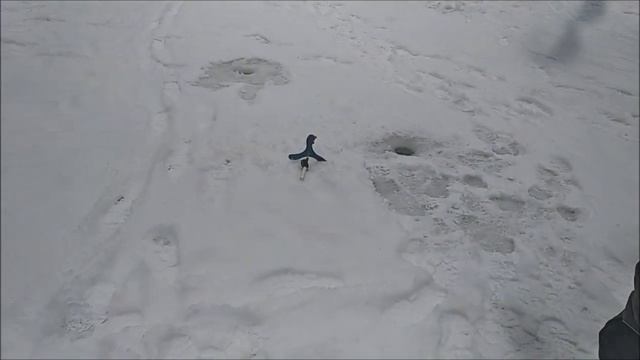 Сегодня блесна выигрывает у раттлина. Клёвое место, Лосиный остров, спорт-зона. смотреть онлайн