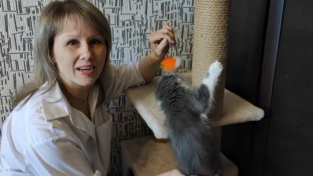 К.Д.Ушинский. Сказка "Васька". Читает Васильченко С.А. смотреть онлайн
