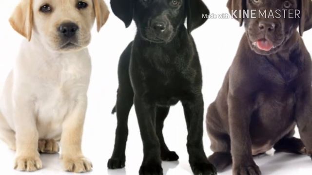 Лабрадор ретривер. Картинки смотреть онлайн