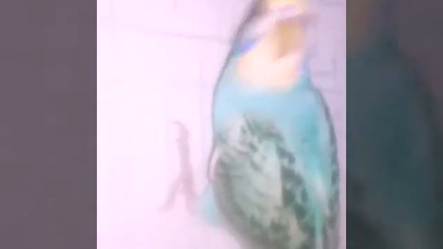 Прикол! ТОША ЛЕТУЧАЯ МЫШЬ! смотреть онлайн