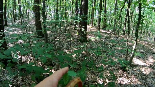 На СКЛОНЫ и в ОВРАГИ по БЕЛЫЕ ГРИБЫ!..Новое место, сколько еще будет вторая ВОЛНА ГРИБОВ? смотреть онлайн