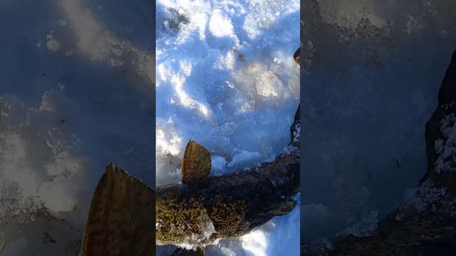 Открытие сезона рыбалки на налима Крючками , первый улов .🤗 смотреть онлайн
