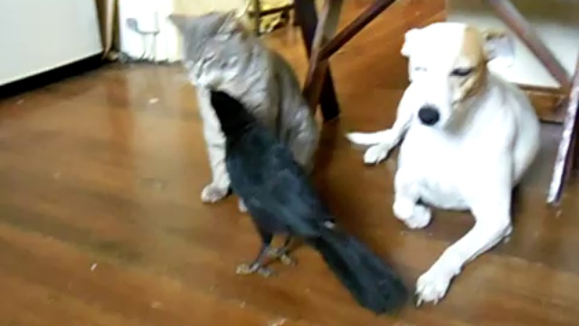 Птица кормит кошку и собаку смотреть онлайн