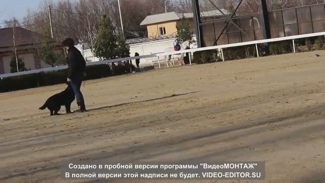 Эмми. Тренировка. Послушание. смотреть онлайн