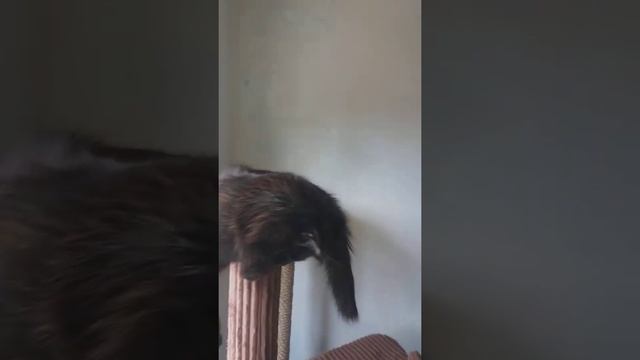 Мэйкун-Хищник!!! смотреть онлайн