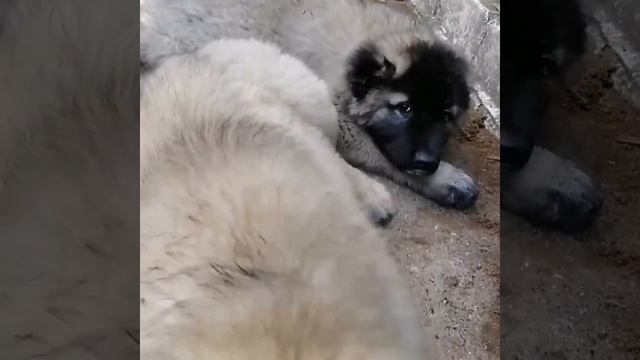 Питомник кавказских овчарок "От Орбаро Шик " смотреть онлайн